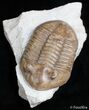 / Inch Asaphus Lepidurus Trilobite #2789-4